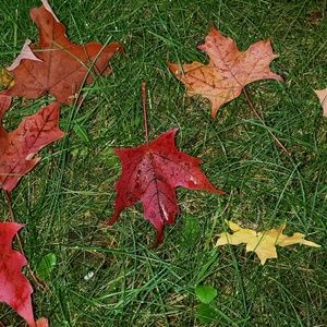 Meet your Posher, Merav